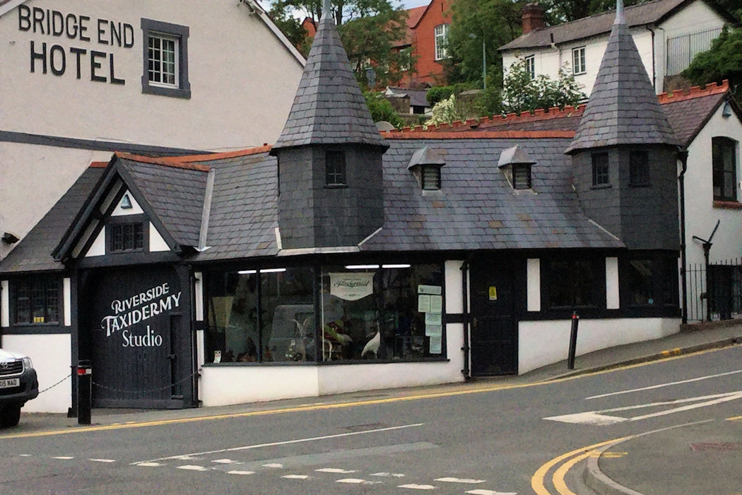 Taxidermy photograph